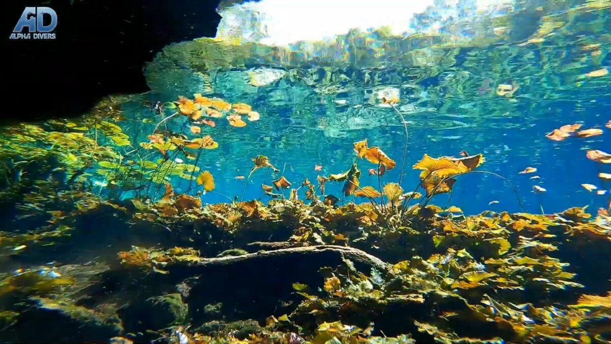 Nicte Ha Nikte cenote cenoty nurkowanie rekreacyjne kawernowe meksyk jukatan riviera maya