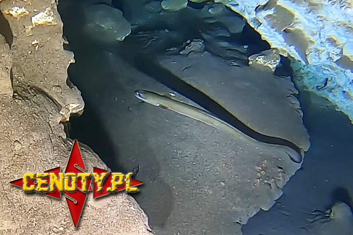 anguilla rostrata american eel węgorz amerykański troglofil stygofil stygophile speleofauna